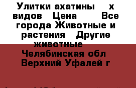 Улитки ахатины  2-х видов › Цена ­ 0 - Все города Животные и растения » Другие животные   . Челябинская обл.,Верхний Уфалей г.